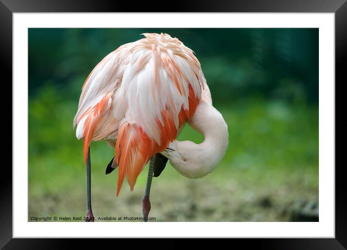 Pink Flamingo Framed Mounted Print by Helen Reid