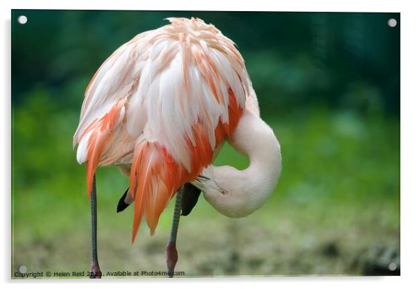 Pink Flamingo Acrylic by Helen Reid