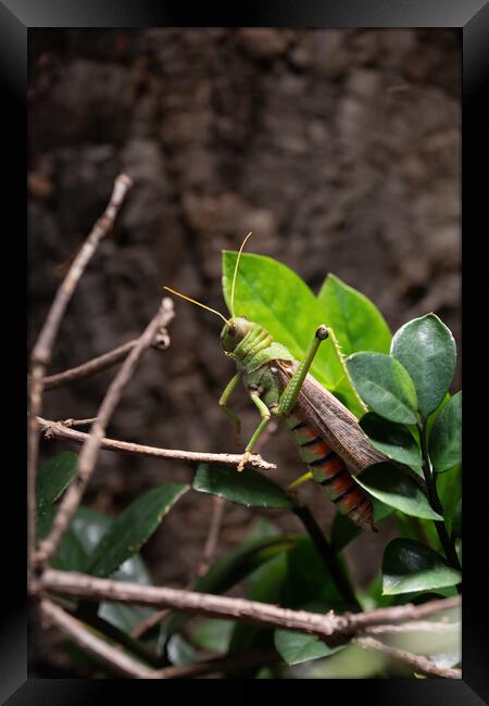 Tropidacris Collaris Grasshopper Framed Print by Artur Bogacki