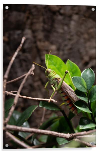 Tropidacris Collaris Grasshopper Acrylic by Artur Bogacki