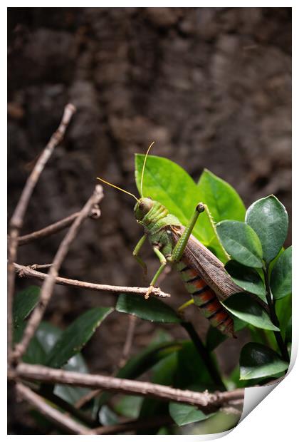 Tropidacris Collaris Grasshopper Print by Artur Bogacki