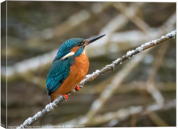 A kingfisher perched on a snowy tree branch Canvas Print by Vicky Outen