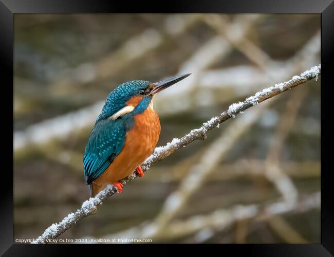 A kingfisher perched on a snowy tree branch Framed Print by Vicky Outen