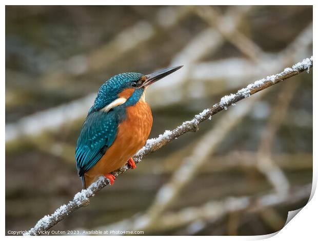 A kingfisher perched on a snowy tree branch Print by Vicky Outen