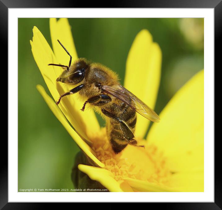 Honey Bee on Crown Daisy Framed Mounted Print by Tom McPherson