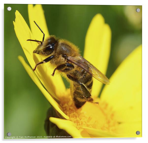 Honey Bee on Crown Daisy Acrylic by Tom McPherson