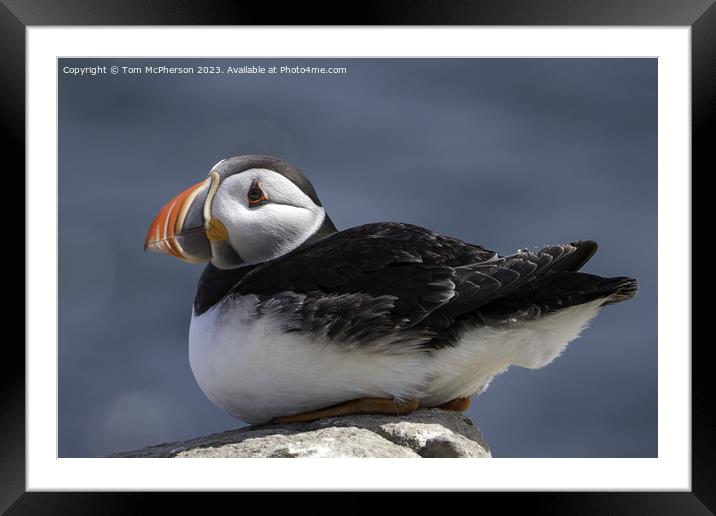 Serenity at Sea: Puffin Protagonist Framed Mounted Print by Tom McPherson