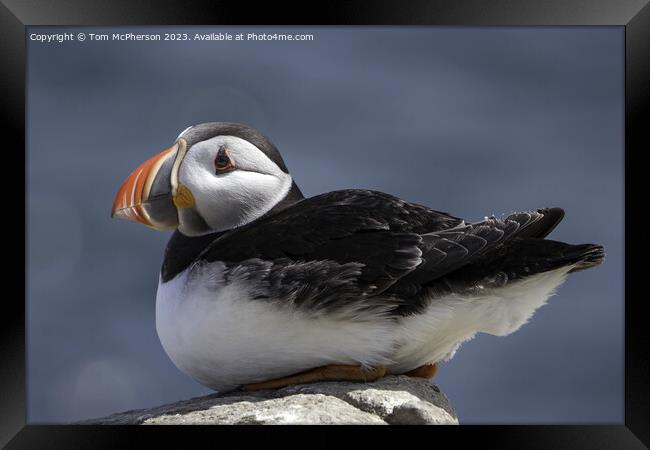 Serenity at Sea: Puffin Protagonist Framed Print by Tom McPherson
