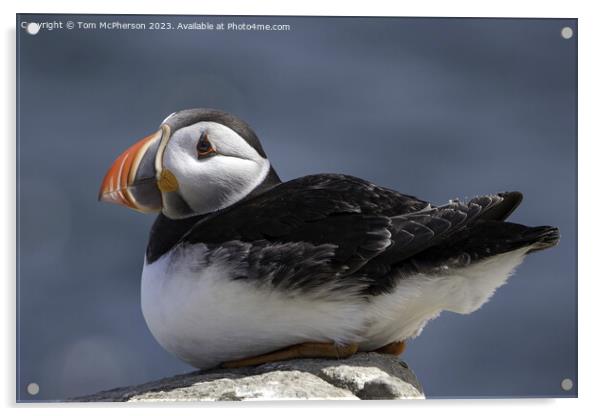 Serenity at Sea: Puffin Protagonist Acrylic by Tom McPherson