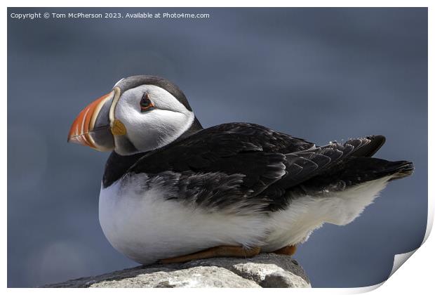 Serenity at Sea: Puffin Protagonist Print by Tom McPherson