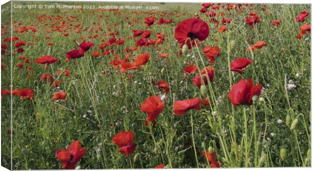 Vibrant Symphony of Blooming Wildflowers Canvas Print by Tom McPherson