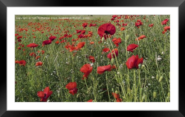 Vibrant Symphony of Blooming Wildflowers Framed Mounted Print by Tom McPherson