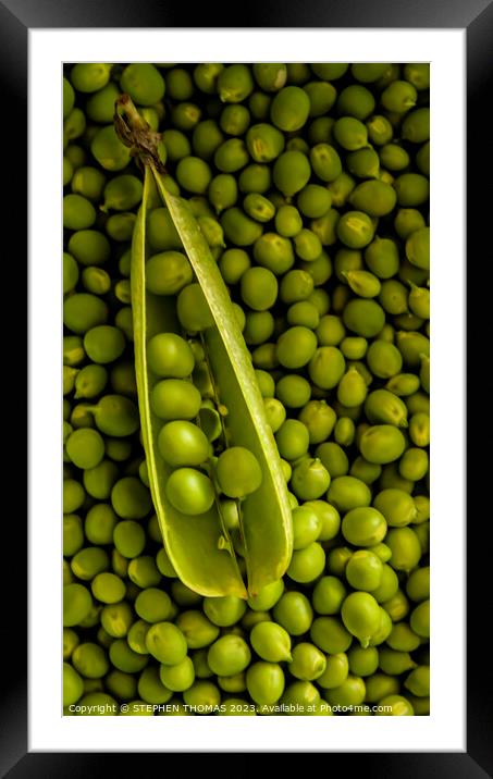 Peapod on Pea pile Framed Mounted Print by STEPHEN THOMAS