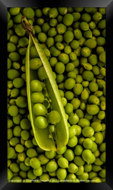 Peapod on Pea pile Framed Print by STEPHEN THOMAS