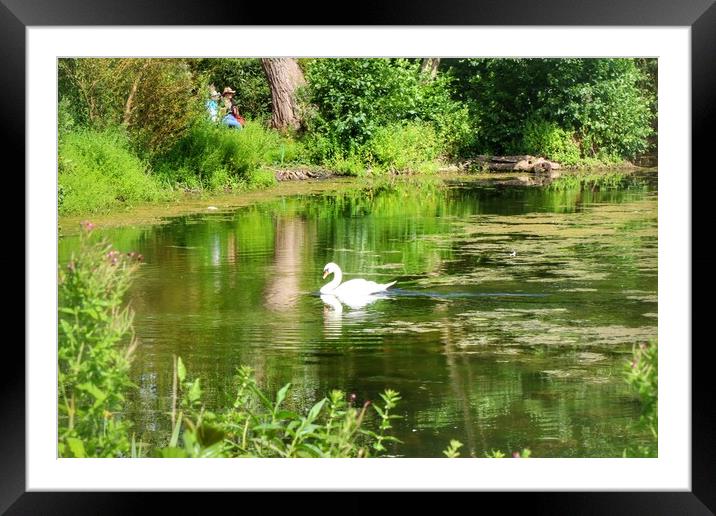 Swsn Peacefully gliding over the lake  Framed Mounted Print by Tony lopez