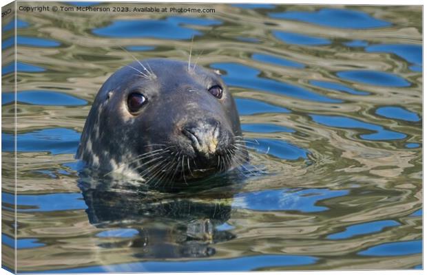 Enigmatic Grey Seal, Burghead Harbour Canvas Print by Tom McPherson