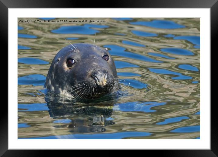 Enigmatic Grey Seal, Burghead Harbour Framed Mounted Print by Tom McPherson