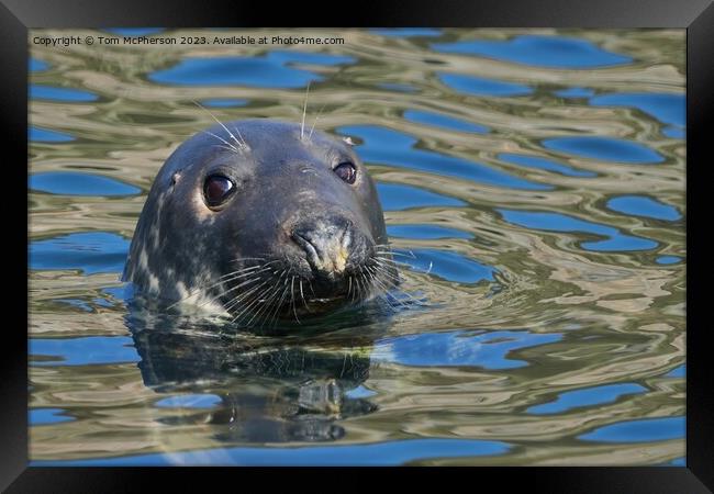 Enigmatic Grey Seal, Burghead Harbour Framed Print by Tom McPherson