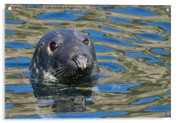 Enigmatic Grey Seal, Burghead Harbour Acrylic by Tom McPherson