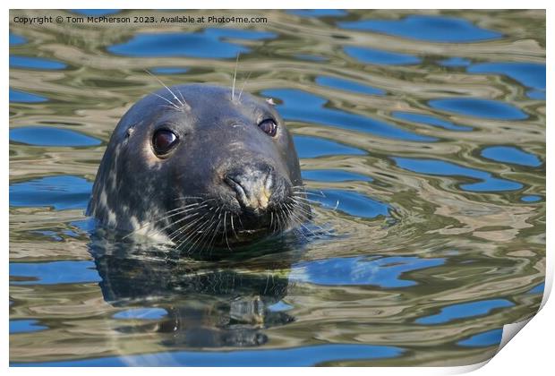Enigmatic Grey Seal, Burghead Harbour Print by Tom McPherson