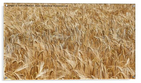 Harvest's Golden Bounty Acrylic by Tom McPherson