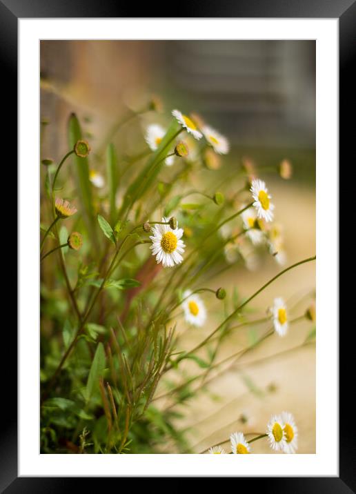 Daisy Framed Mounted Print by Michelle Quinton