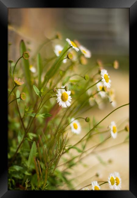 Daisy Framed Print by Michelle Quinton