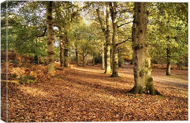 New Forest Trees Canvas Print by Joanne Crockford