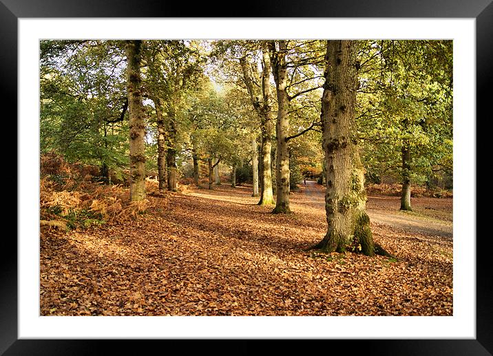 New Forest Trees Framed Mounted Print by Joanne Crockford