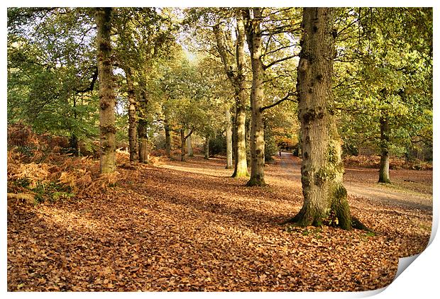 New Forest Trees Print by Joanne Crockford