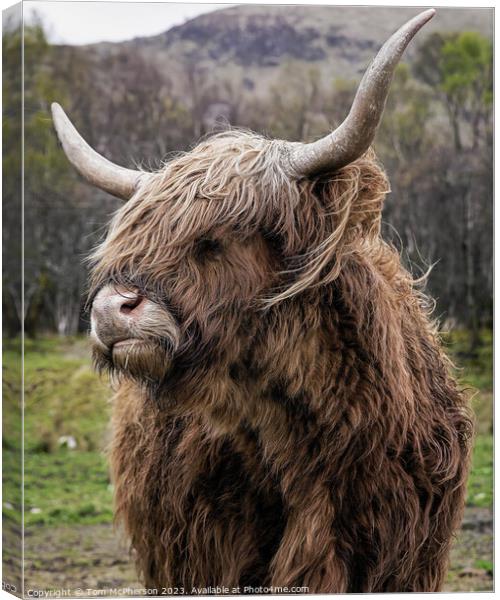 'Rustic Highland Cow: A Scottish Marvel' Canvas Print by Tom McPherson
