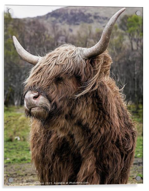 'Rustic Highland Cow: A Scottish Marvel' Acrylic by Tom McPherson