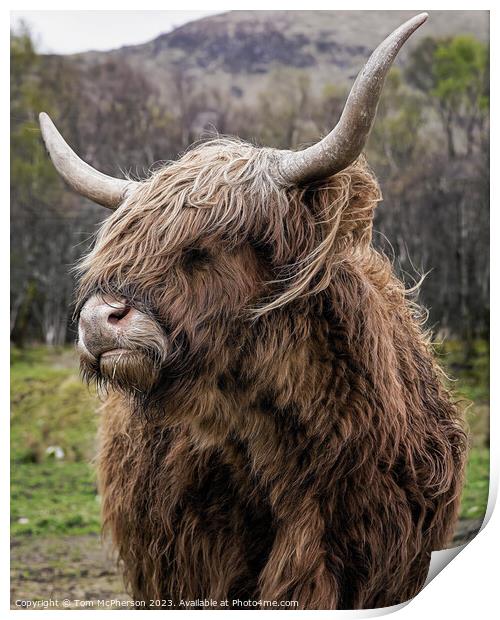 'Rustic Highland Cow: A Scottish Marvel' Print by Tom McPherson