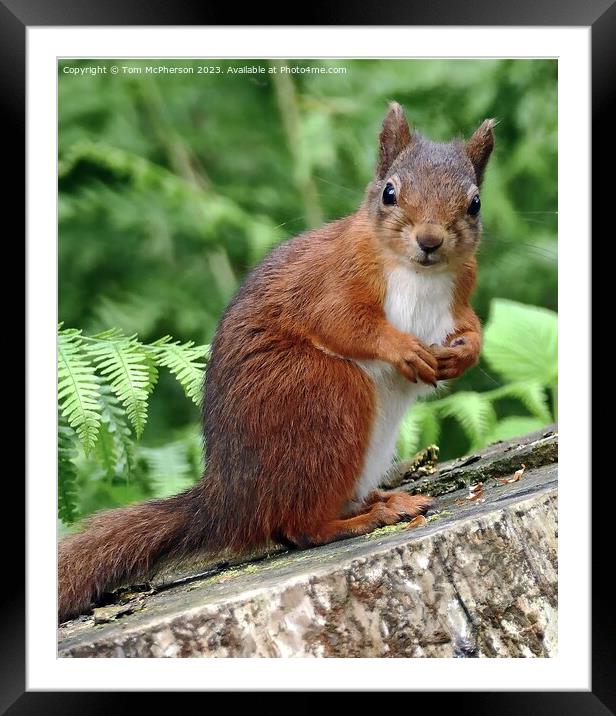 Whiskered Intrigue: Squirrel's Arboreal Perch Framed Mounted Print by Tom McPherson