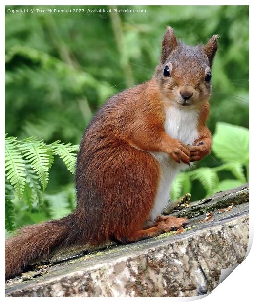 Whiskered Intrigue: Squirrel's Arboreal Perch Print by Tom McPherson