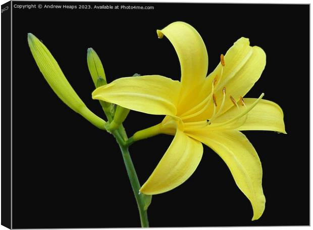Yellow Lilly flower in full bloom. Canvas Print by Andrew Heaps
