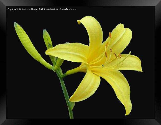 Yellow Lilly flower in full bloom. Framed Print by Andrew Heaps