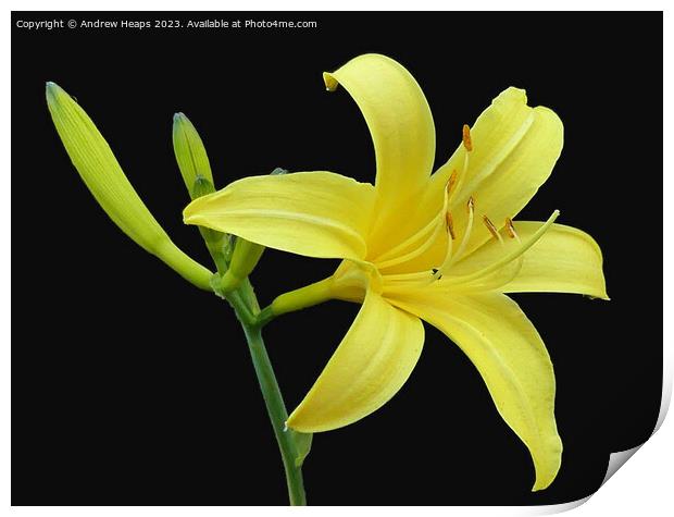 Yellow Lilly flower in full bloom. Print by Andrew Heaps