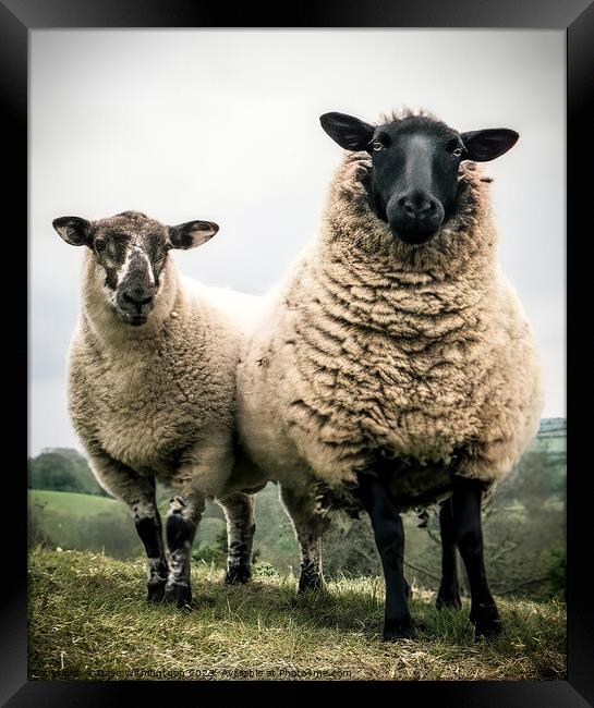 Scary sheep Framed Print by Dave Withington