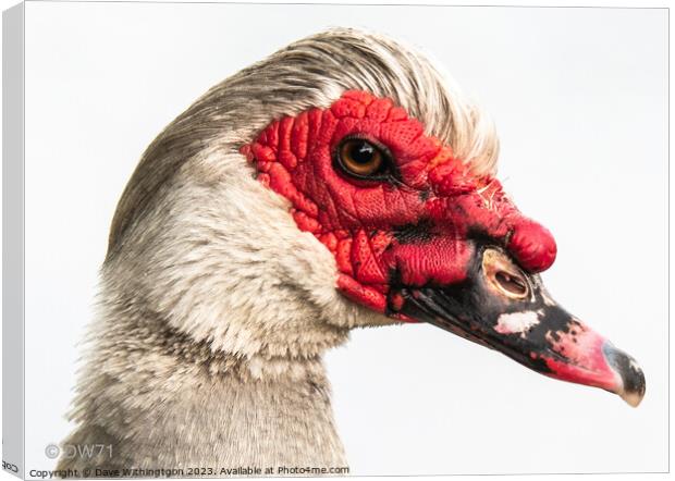 Muscovey Duck Canvas Print by Dave Withington