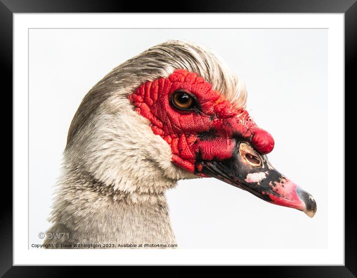 Muscovey Duck Framed Mounted Print by Dave Withington