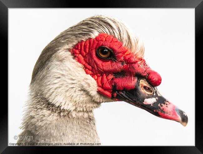 Muscovey Duck Framed Print by Dave Withington