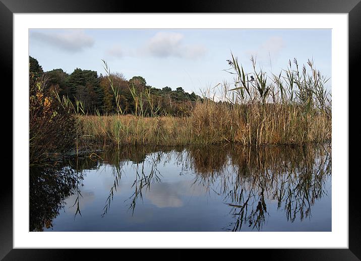 Reed Reflection Framed Mounted Print by Joanne Crockford