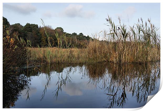 Reed Reflection Print by Joanne Crockford
