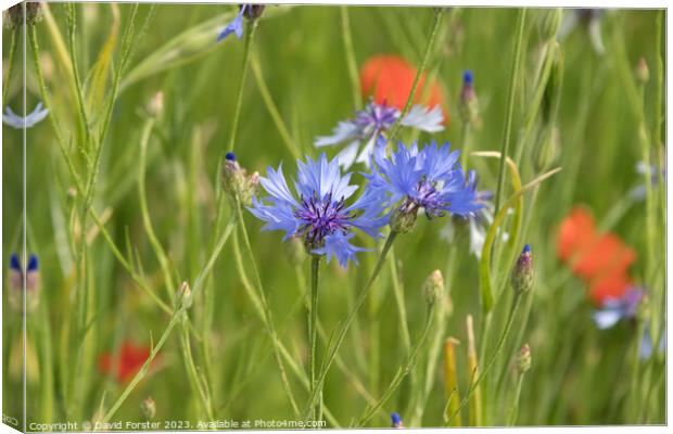 Cornflower and Poppies in a Wild Flower Meadow Canvas Print by David Forster