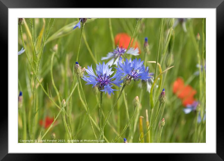 Cornflower and Poppies in a Wild Flower Meadow Framed Mounted Print by David Forster