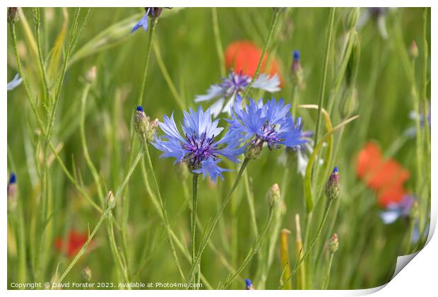 Cornflower and Poppies in a Wild Flower Meadow Print by David Forster