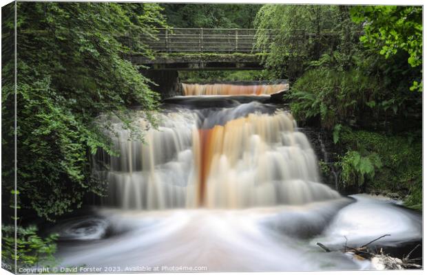 Blackling Hole Waterfall, Hamsterley Forest, County Durham, UK Canvas Print by David Forster