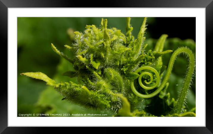 Cucumber Curl Framed Mounted Print by STEPHEN THOMAS
