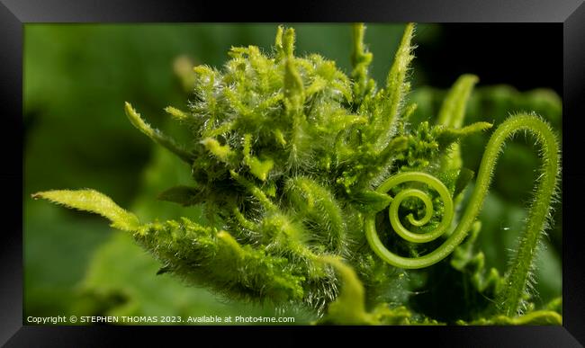 Cucumber Curl Framed Print by STEPHEN THOMAS